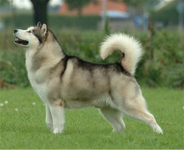 giống chó dễ nuôi Alaskan Malamute