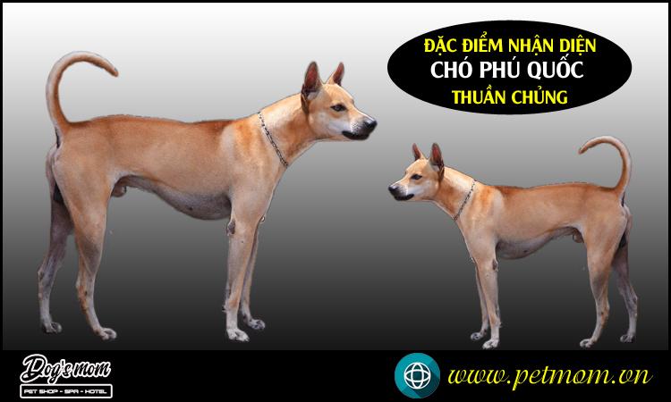 Chó Phú Quốc